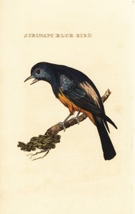 Simli göğüslü tanager, Tangara velia by George (after) Edwards
