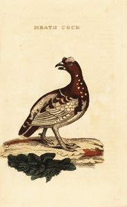 Orman tavuğu, Falcipennis canadensis canace by George (after) Edwards