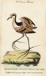 Wattled jacana, Jacana jacana by George (after) Edwards