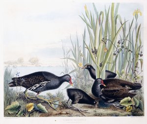 Adi Gallinule (Moorhen)(Erkek, dişi ve genç), c.1841 (el boyaması gravür) by George (after) Shield