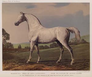 Nambrino, Lord Grosvenor tarafından yetiştirildi, Westminster Markisinin Mülkiyetinde, Eaton Salonu