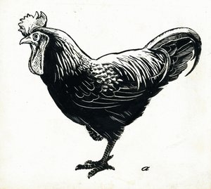 Tavuk, 1950