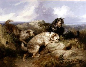 Bir Dandy Dinmont ve İki Cairns Tavşanı (tuval üzerine yağlı boya)