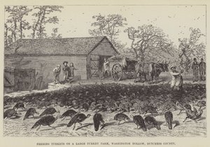 Hindileri Büyük Bir Hindi Çiftliğinde Beslemek, Washington Hollow, Dutchess County by George Augustus Sala
