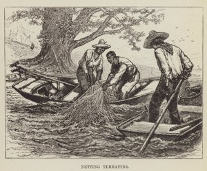 Ağ Terrapinleri by George Augustus Sala