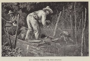 Annapolis yakınlarındaki Yapışan Kaplumbağa Çiftliğinde by George Augustus Sala