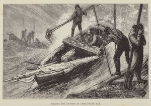 Chesapeake Körfezi