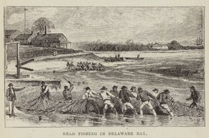 Delaware Körfezi