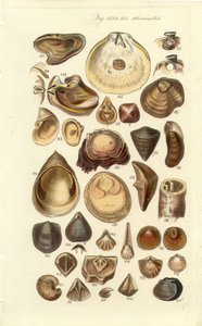 Conchological Manual Plate 11. İstiridye ve diğer kabuklar by George B. Sowerby