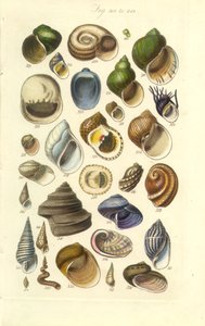 Conchological Manual Plate 15. Abalone kabukları dahil renkli kabuklar by George B. Sowerby