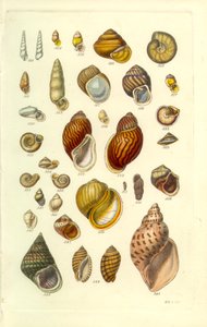 Conchological Manual Plate 25. Renkli kara kabukları by George B. Sowerby