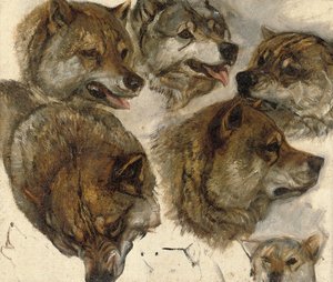 Dış yapraklar çalışmaları" kafaları by George Bouverie Goddard