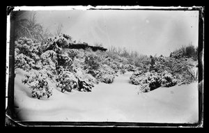 Rose Arbor, aşağıdan, Prospect Park, Brooklyn, c.1872-87 (ıslak-kolodion negatif)