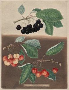 Pomona Britannica: No. 10 - Kirazlar