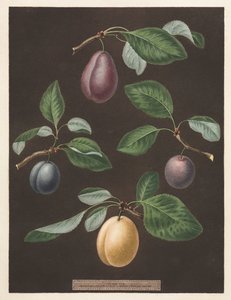 Pomona Britannica: No. 17 - Erikler