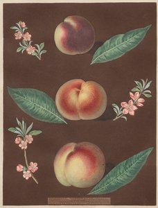 Pomona Britannica: No. 33 - Şeftali