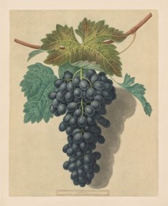 Pomona Britannica: No. 52 - Kara Prens Üzüm, 1809.