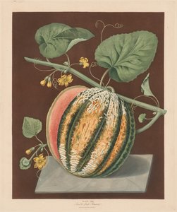 Pomona Britannica: No. 64 - Scarlet Flesh Romana Kavun