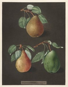 Pomona Britannica: No. 82 - Armut