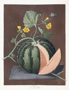 Silver Rock Kavun, 1812