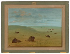 Buffalo Chase