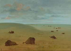 Buffalo Chase