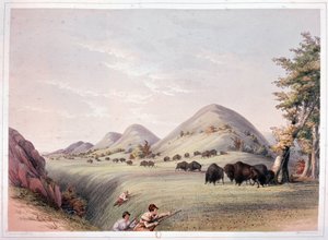 bizon avı by George Catlin