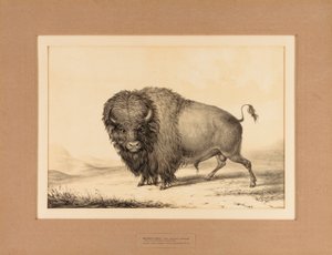  by George Catlin