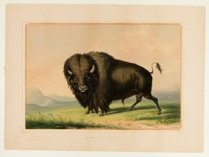 Bufalo Boğa Otlatma--no.2 by George Catlin
