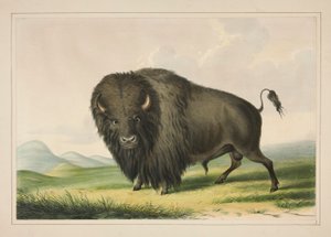 Buffalo Bull Otlatma, pl. Kuzey Amerika Kızılderili Portföyünden 2 by George Catlin
