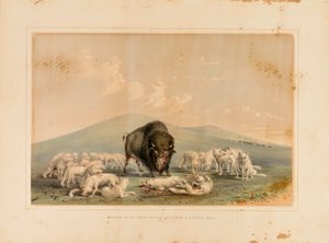 Bufalo Avı, Beyaz Kurtlar Bir Bufalo Boğasına Saldırıyor--no. 10 by George Catlin