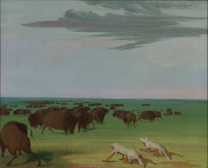 Kurt Derisi Maske Altında Bufalo Avı by George Catlin