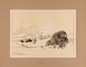 Ölen Bufalo--no. 17 by George Catlin