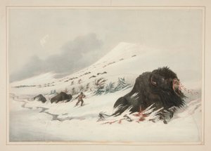 Ölen Buffalo Bull, Snow Drift