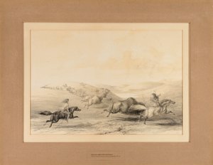 Bufalo Avlayan Kızılderililer--no. 29 by George Catlin