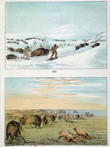 Indians of America. Bison Hunting: Indians wear snowshoes to hunt in winter and cover themselves with wolf skin in summer. Illustration by George Catlin (1794-1872) by George Catlin
