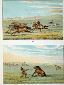 Amerika Kızılderilileri: Vahşi atlar nasıl yakalanır. George Catlin