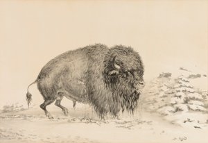  by George Catlin