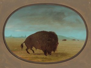 Yaralı Buffalo Boğa, 18611869. by George Catlin