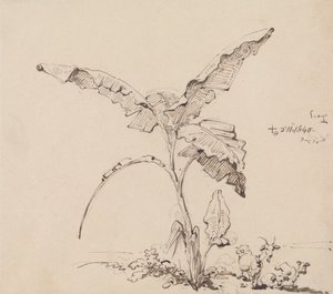 Muz Ağacının Altındaki Keçiler by George Chinnery