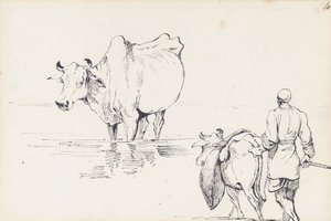 Hint Sığırları Çalışmaları (kağıt üzerine kalem ve mürekkep) by George Chinnery