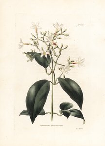 Jasmin (Jasminum panikulatum) - İngiliz dergisi Conrad Loddiges Botanical Kabinesi için George Cooke tarafından litografi (1738-1826) by George Cooke