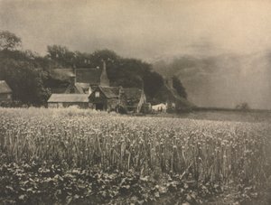 Kamera Çalışması: Soğan Tarlası - 1890