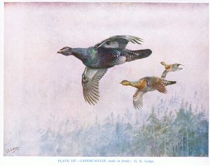 Capercaillie (önde erkek), Kirkman  Jourdain