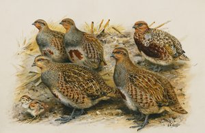 Kınalı Keklik; Yetişkin Dişi Kış, Yetişkin Erkek Kış - Varyete 