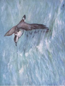 Büyük Yelkovan (lito) by George Edward Lodge