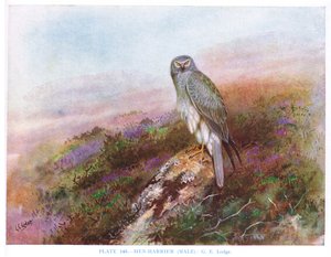 Hen Harrier (erkek), Kirkman  Jourdain