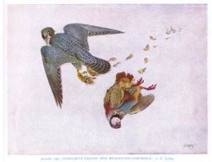 Alaca Şahin ve Kırmızı Bacaklı Keklik, Kirkman  Jourdain