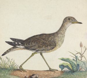 Bir Taş Curlew by George Edwards