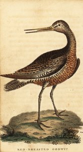 Bar-tailed godwit, Limosa lapponica.,1800 (gravür) by George Edwards